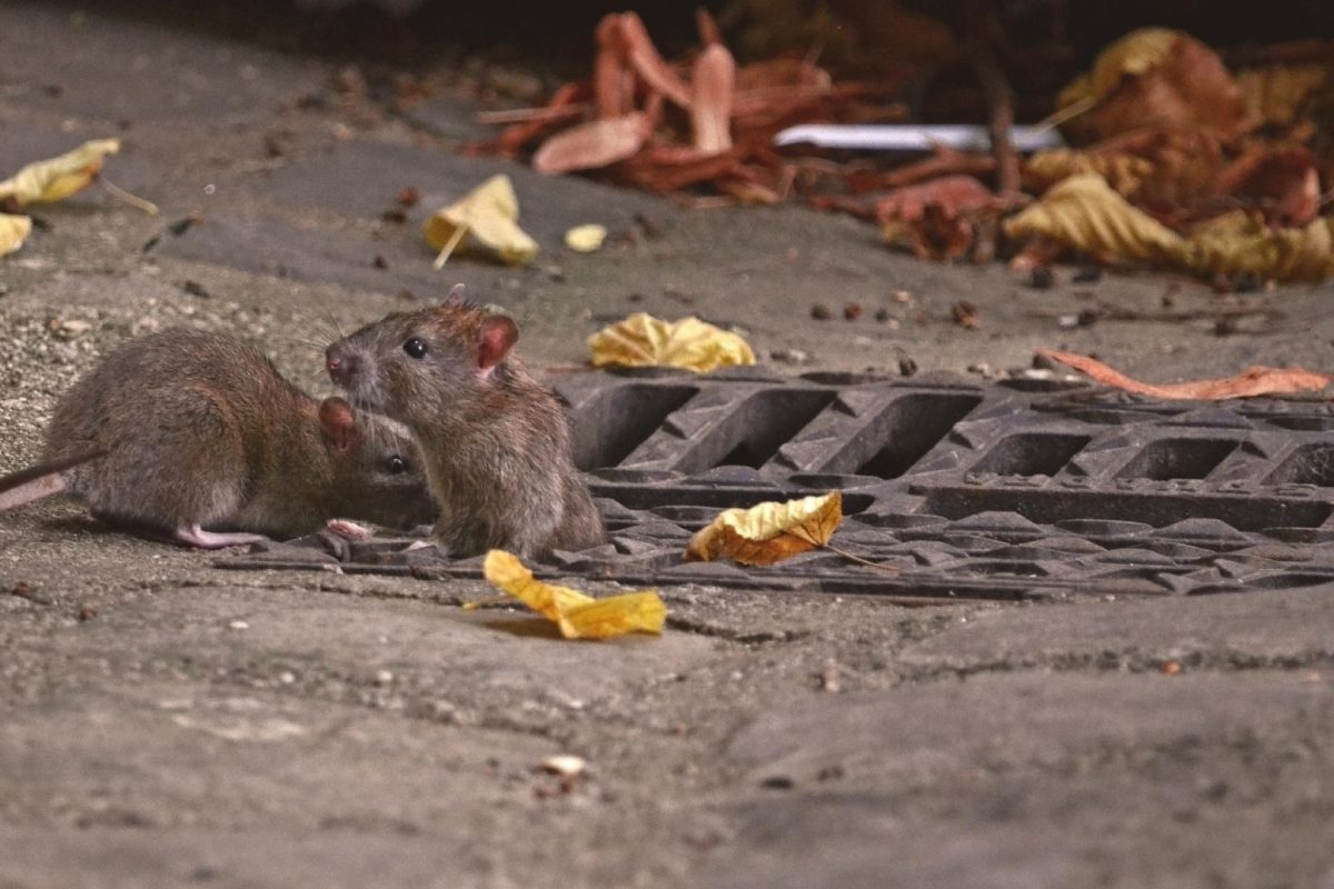 Les rats : un fléau pour le secteur du tourisme